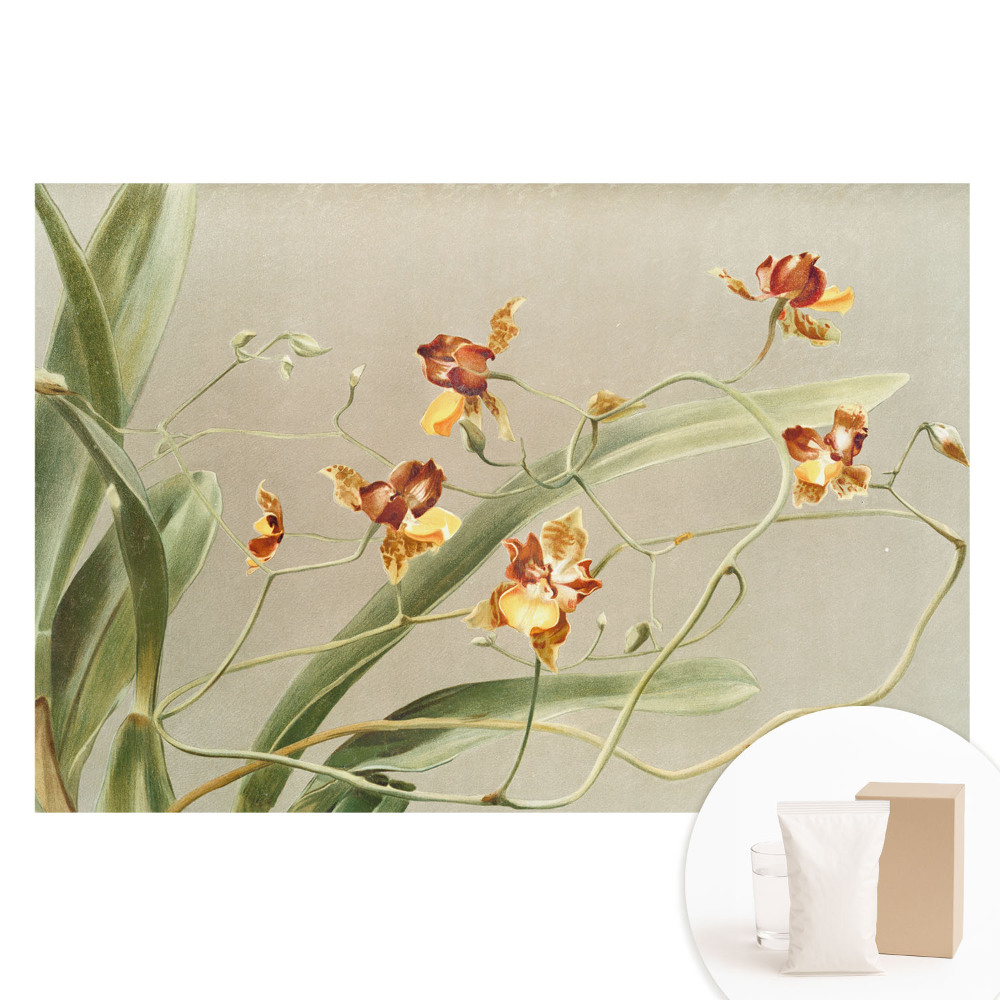 Gyönyörű orchideák szürke háttéren mintás vlies fotótapéta