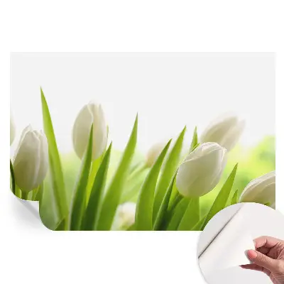 Öntapadós fotótapéta fehér tulipánok mintával