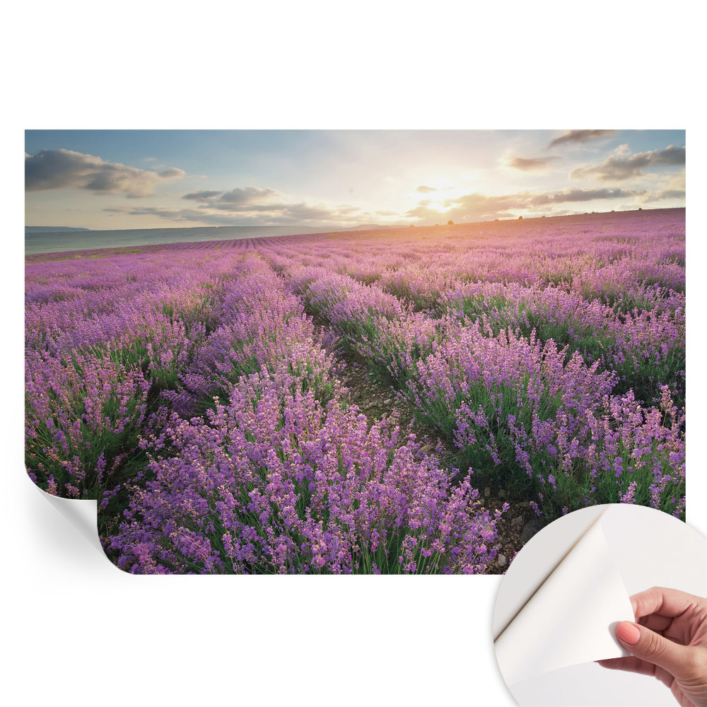 Öntapadós falfestmény Levendula mezők