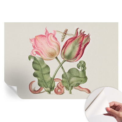 Öntapadós fotótapéta Tulipán szépség