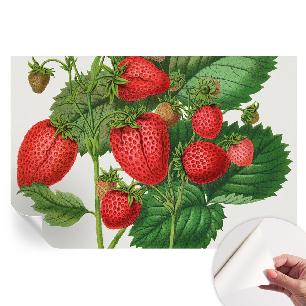 Öntapadós fotótapéta a hálószobába Nyári gyümölcsök