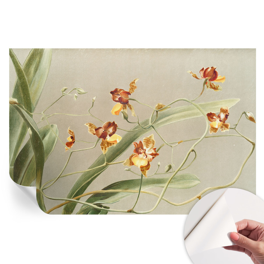 Öntapadós tapéta a nappaliba Klasszikus orchideák