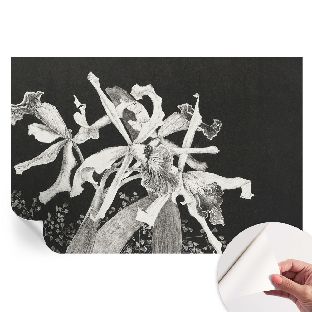 Öntapadós falfestmény Orchidea illusztráció