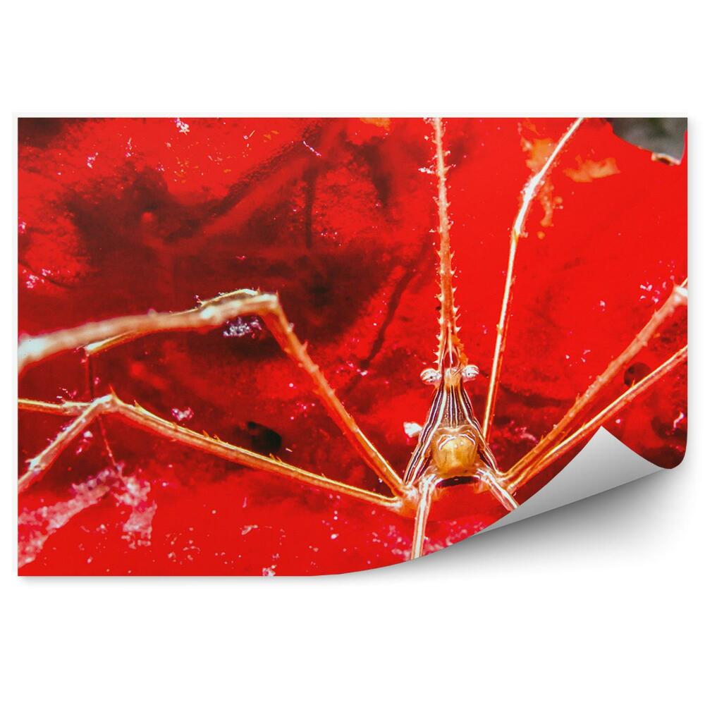 Öntapadós fotótapéta Víz alatti világ állatok színei