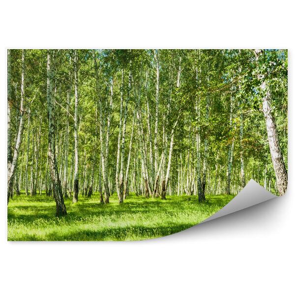 Öntapadós fotótapéta Nyírfaerdő egy napos napon