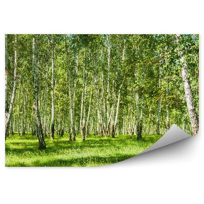 Öntapadós fotótapéta Nyírfaerdő egy napos napon