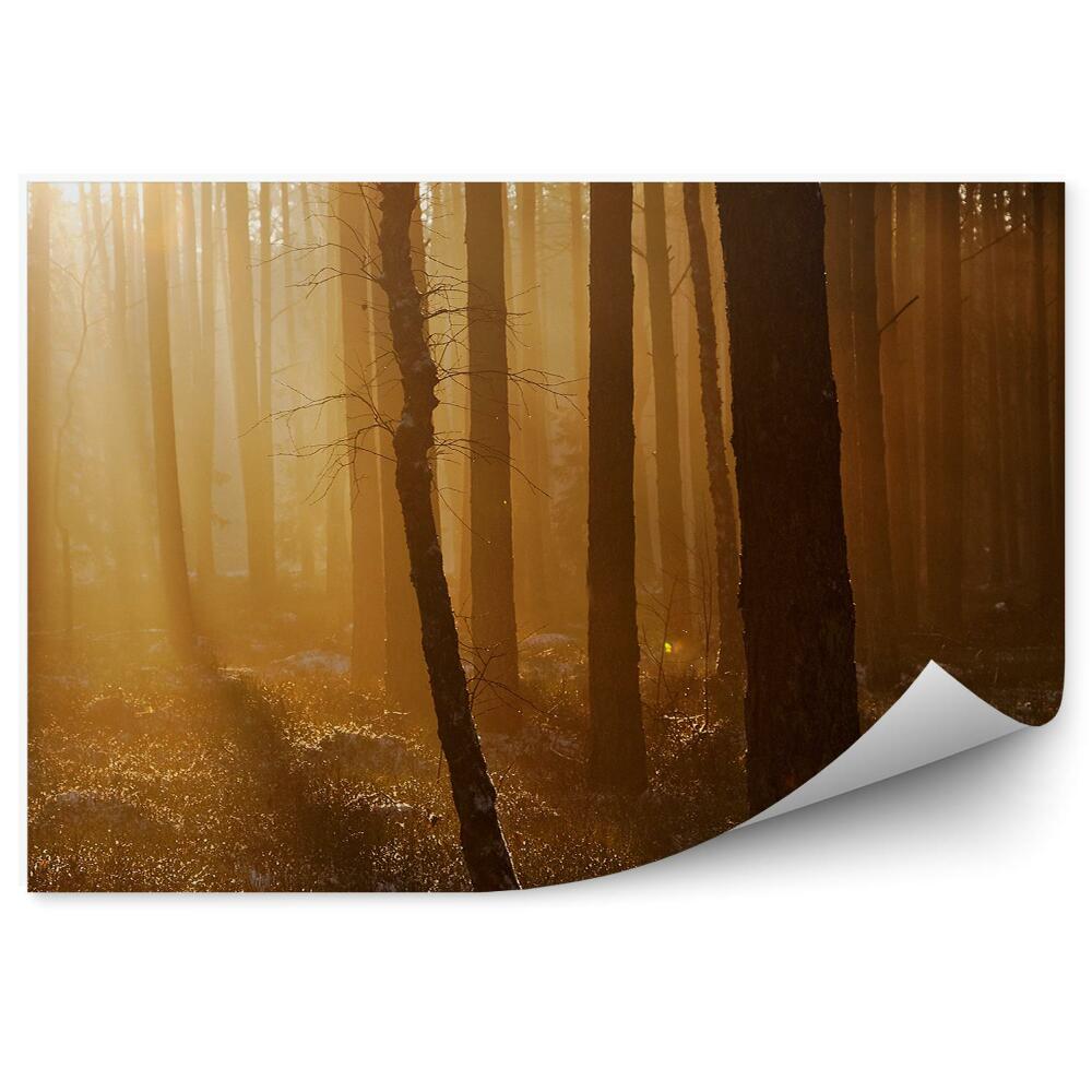 Öntapadós fotótapéta Téli erdei naplemente