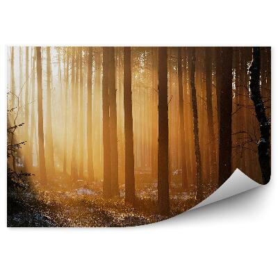 Öntapadó fotótapéta Téli erdei naplemente