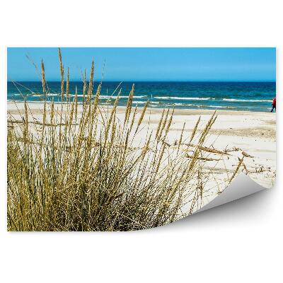 Fotótapéta fű dűnék tengerpart Balti tenger