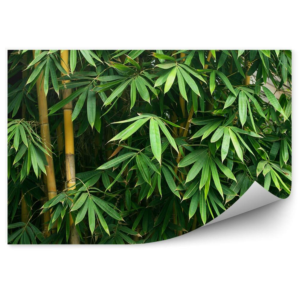Öntapadós fotótapéta Bambusz fák levelei Ázsia