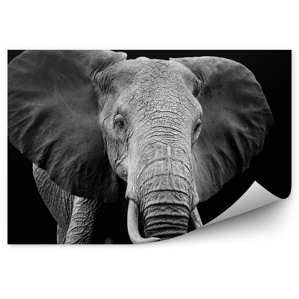 Fotótapéta Elefánt a fekete háttér