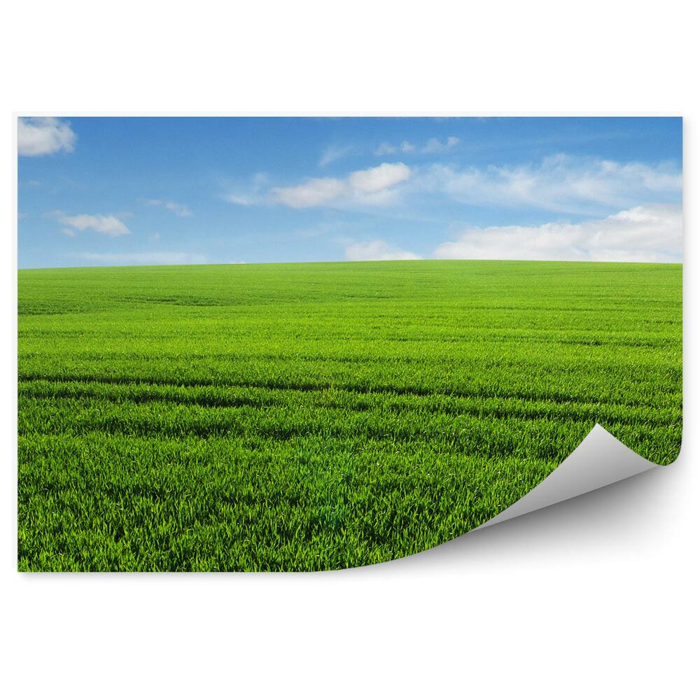 Öntapadós fotótapéta falra Fű mező ég felhők