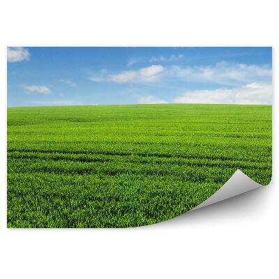 Öntapadós fotótapéta falra Fű mező ég felhők