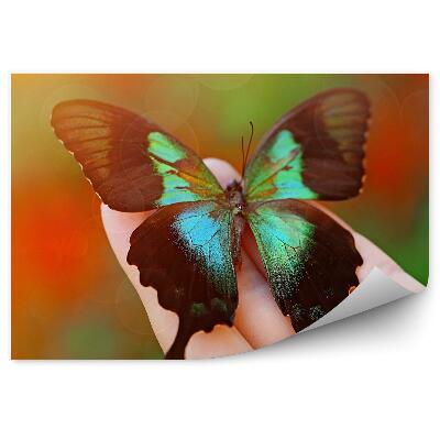 Öntapadós fotótapéta falra Női kéz színes fekete zöld pillangóval
