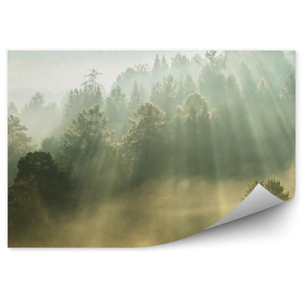 Öntapadós fotótapéta Hegyi fák a nap sugaraival