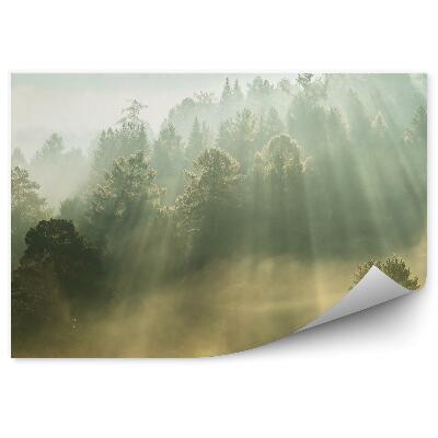 Öntapadós fotótapéta Hegyi fák a nap sugaraival