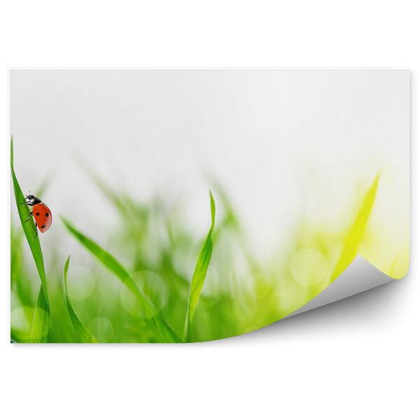 Fotótapéta Zöld fű harmatcsepp katicabogár természet állat