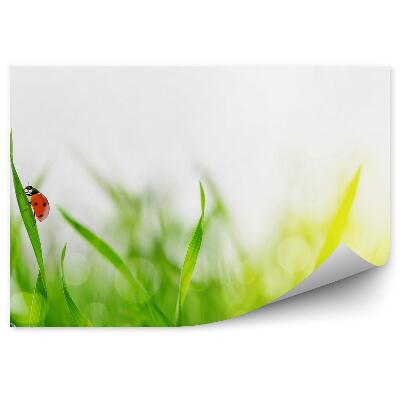 Fotótapéta Zöld fű harmatcsepp katicabogár természet állat