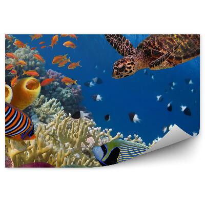 Öntapadó fotótapéta Teknős halak és korallok
