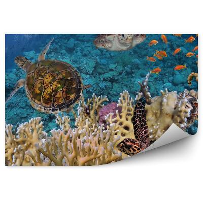 Öntapadós fotótapéta falra Teknős hal és korallzátony
