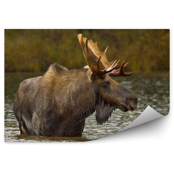 Modern fotótapéta Jávorszarvas a tóban