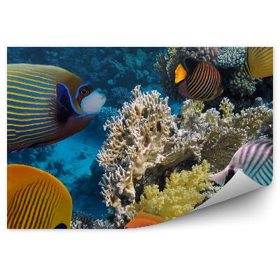 Öntapadós fotótapéta Korallzátony víz alatti tájkép halak