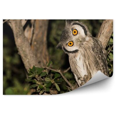 Fotótapéta Bagoly egy ágon az éjszakai erdőben