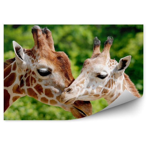 Fotó poszter tapéta Zsiráf állatkerti állatok portréja