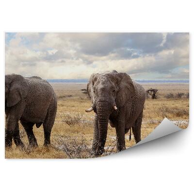 Öntapadó fotótapéta Afrikai elefántok nemzeti park száraz fű