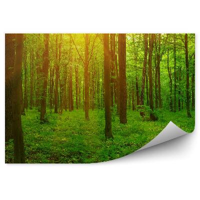 Öntapadós fotótapéta Erdei fű nap