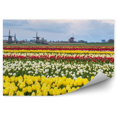 Fotótapéta Tulipán mező, Hollandia, ég, felhők