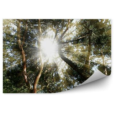 Öntapadó fotótapéta Erdei napsugarak