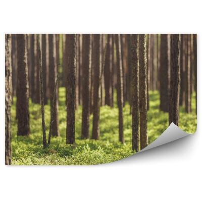 Öntapadós fotótapéta falra Tűlevelű erdei fű