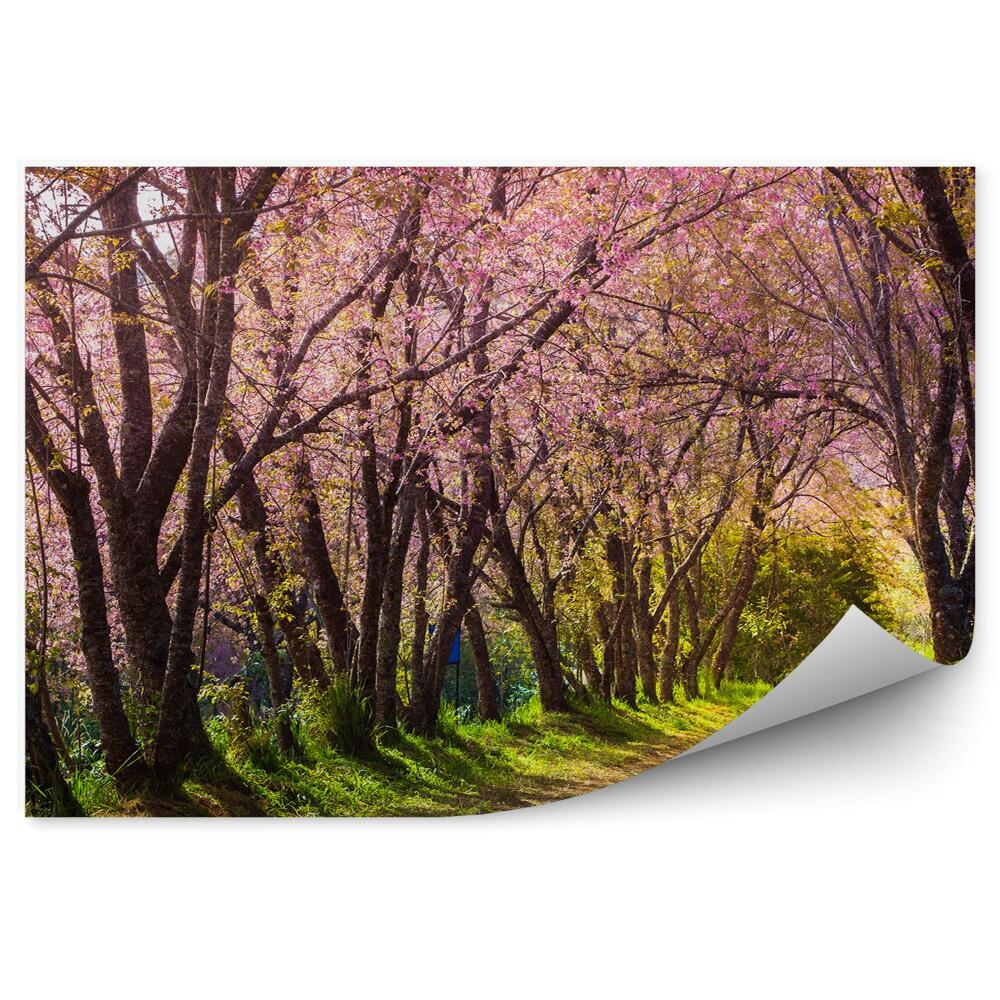 Fotó poszter tapéta Path a cseresznyevirágok Thaiföld természet