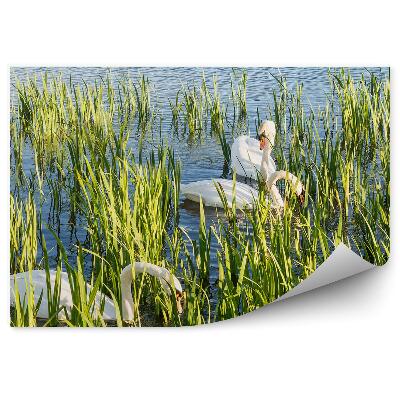 Fotótapéta Fehér hattyúk a Helix Park Falkirk Skóciában