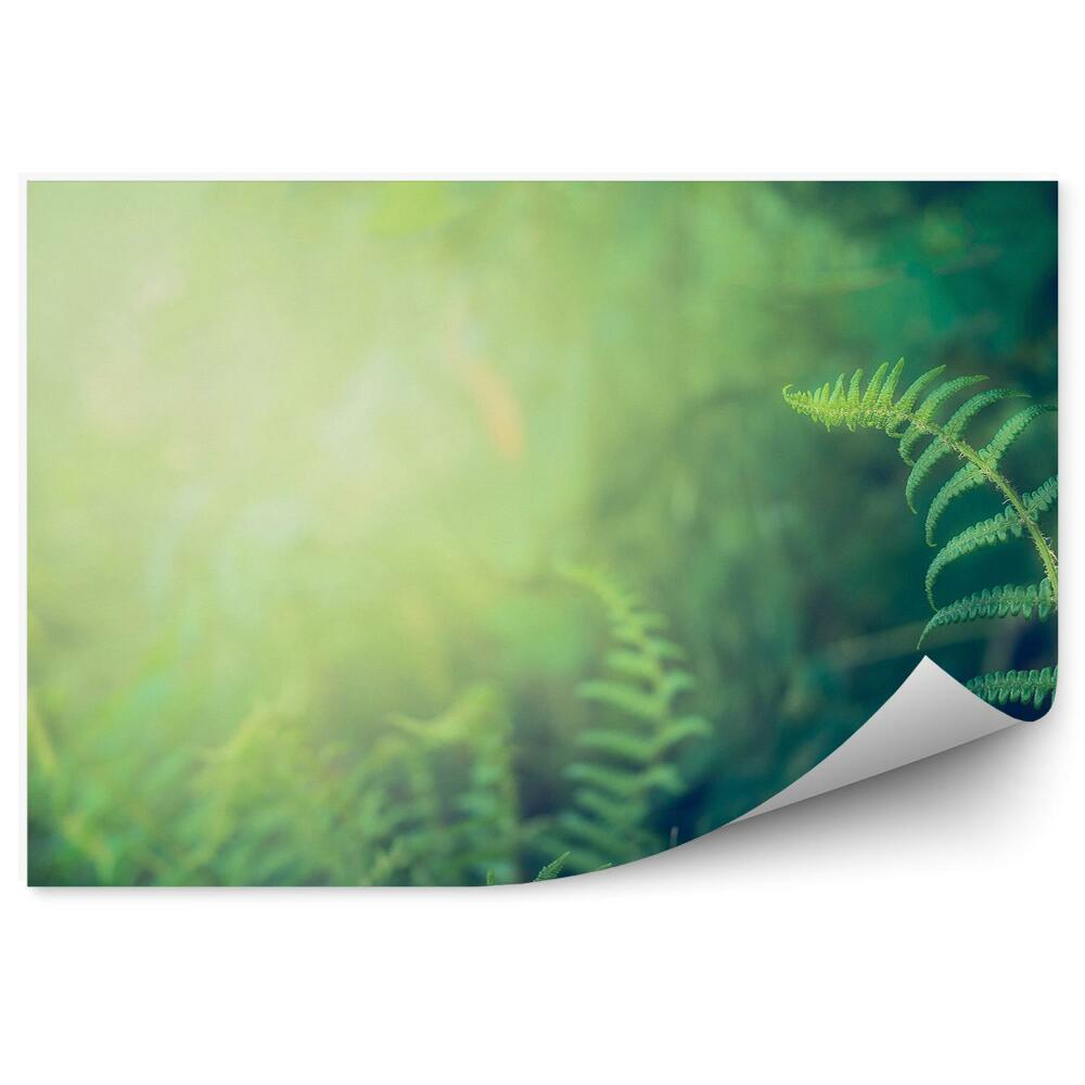 Fotótapéta páfrány levelek zöld erdő