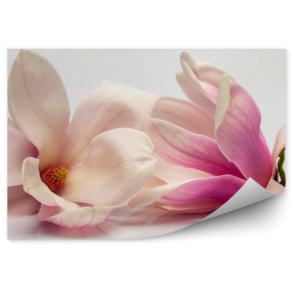 Poszter tapéta Rózsaszín magnólia szürke növényi háttér
