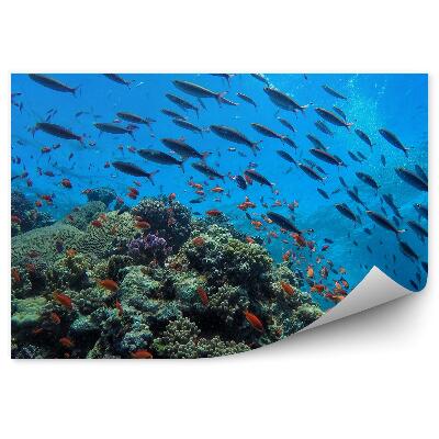 Öntapadós fotótapéta Zátonyhal zátony víz alatti állatvilág