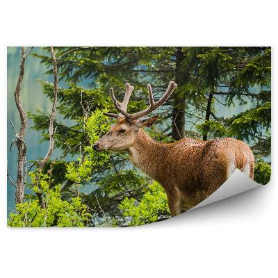 Poszter tapéta Szarvas a tó hátterében