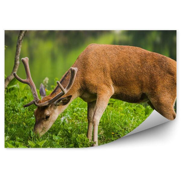 Öntapadós fotótapéta Szarvas a tó hátterében