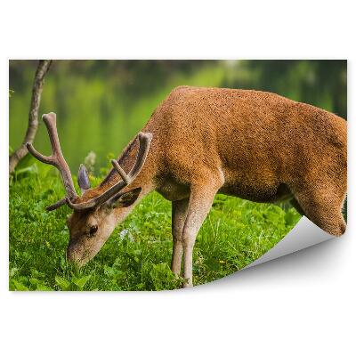 Öntapadós fotótapéta Szarvas a tó hátterében