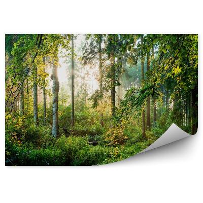 Poszter tapéta Zöld erdő