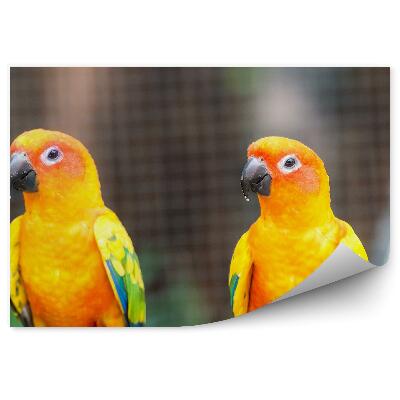 Öntapadós fotótapéta falra Narancssárga papagájok