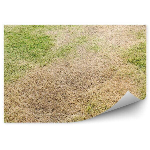 Fotótapéta szárazság törékeny fű természet nyár