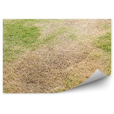 Fotótapéta szárazság törékeny fű természet nyár