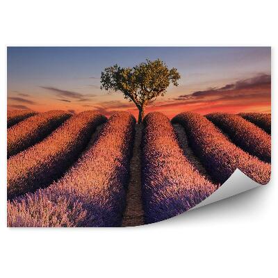 Öntapadós fotótapéta Mező levendula szálak virág fa naplemente