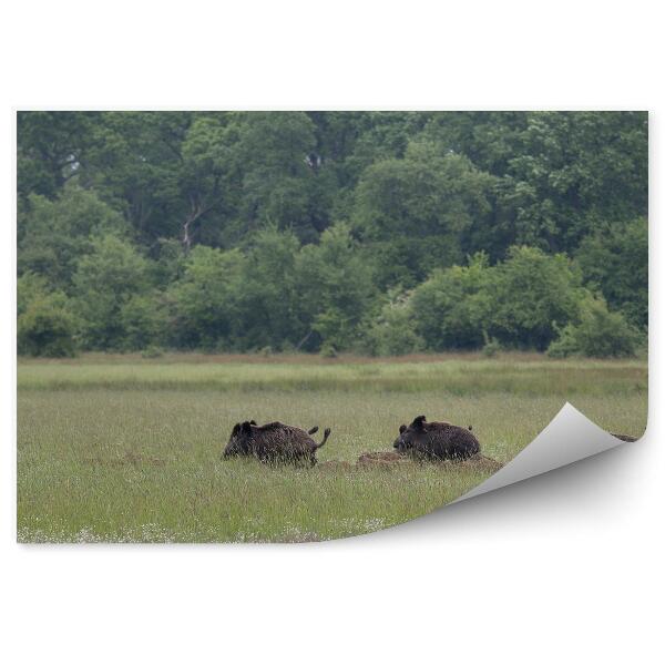 Öntapadós fotótapéta Zöld rét állatok természet