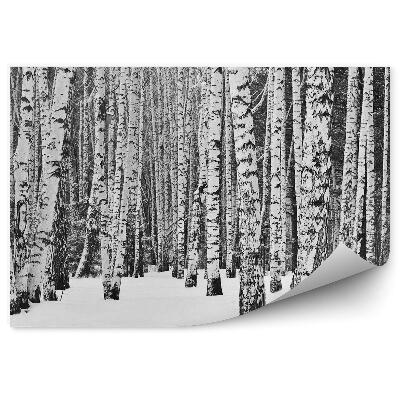 Öntapadós fotótapéta Téli erdei nyír hó fák