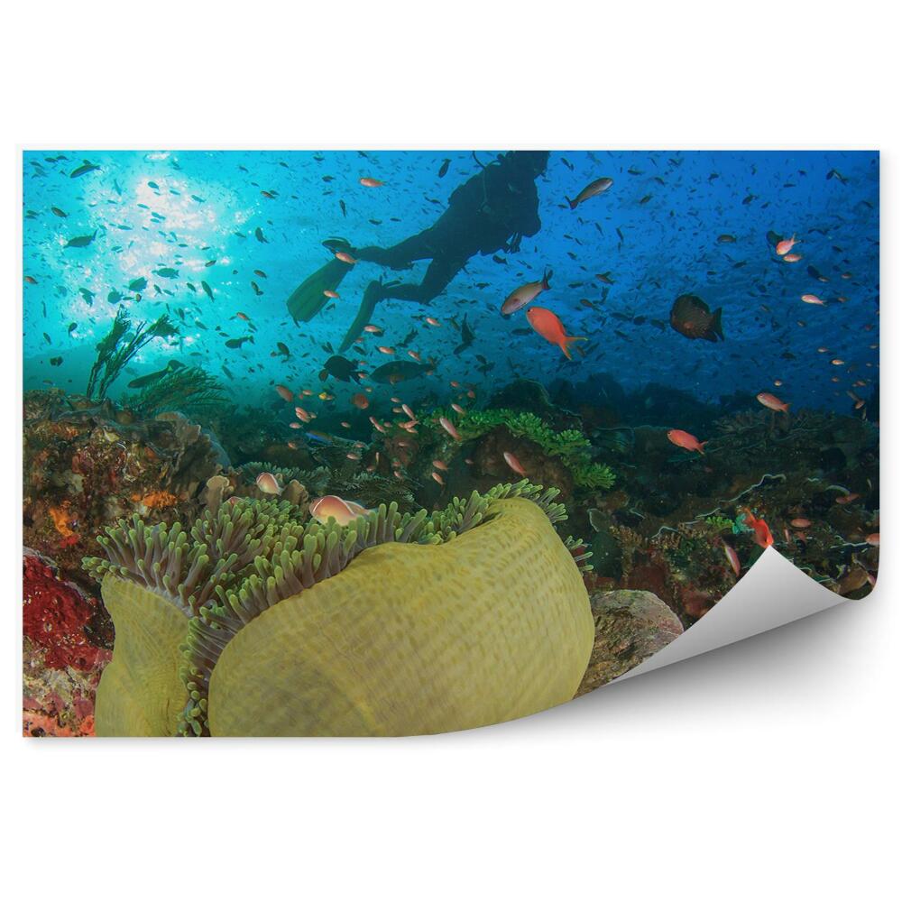 Fali poszter tapéta Búvár, víz alatti halak