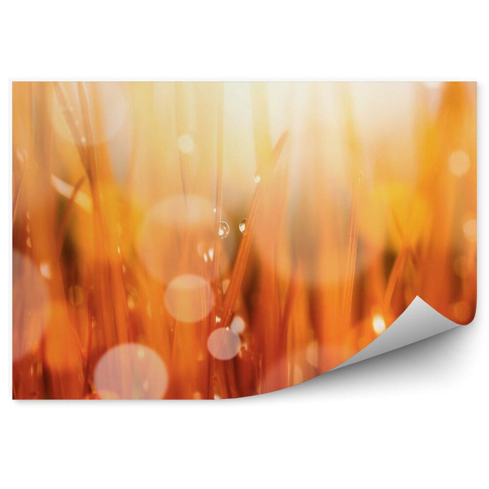 Fotótapéta Őszi piros fű harmat vízcseppek absztrakt